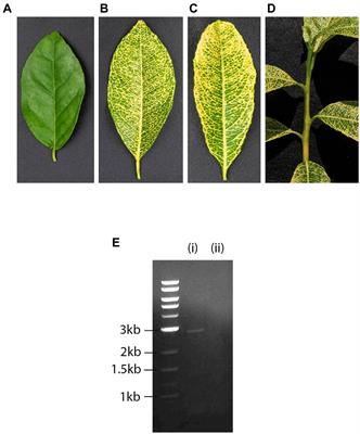 Complete Nucleotide Sequence, Genome Organization, and Comparative Genomic Analyses of Citrus Yellow-Vein Associated Virus (CYVaV)